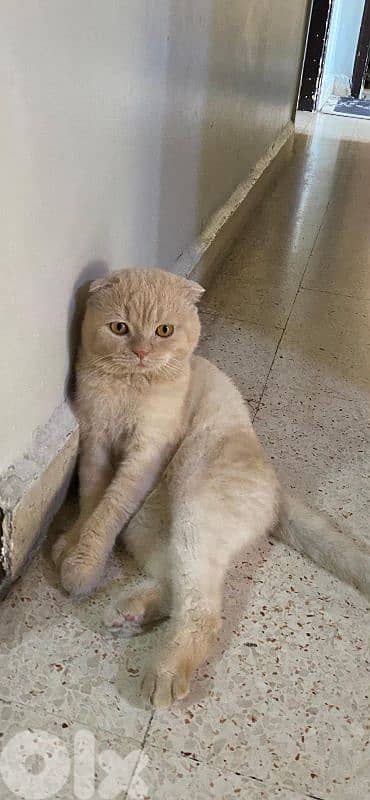 bourj hammoud