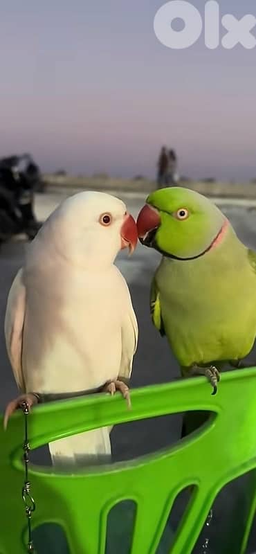 ringneck parrot 2
