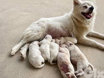 German Spitz