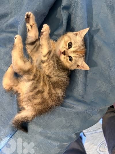 3 small British short hair kittens