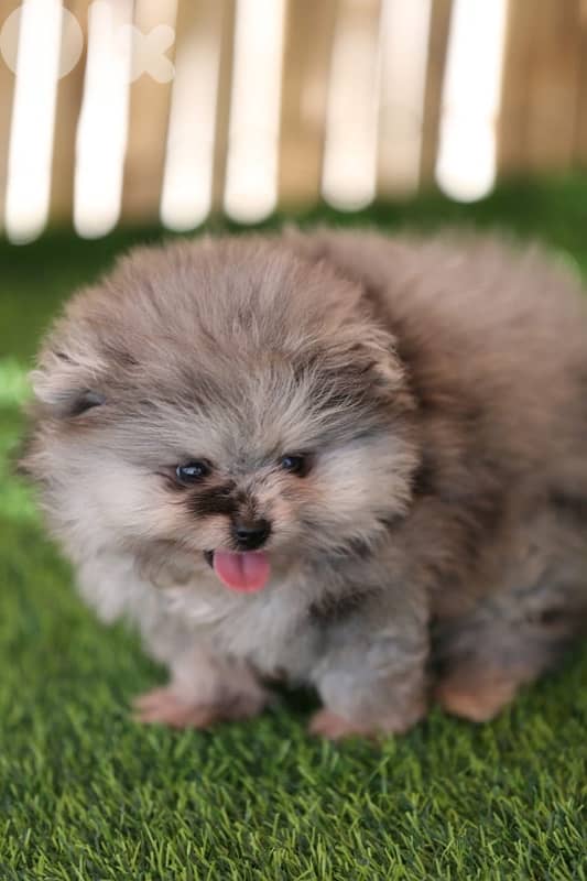 Pomeranian tea cup puppies rare colors 1