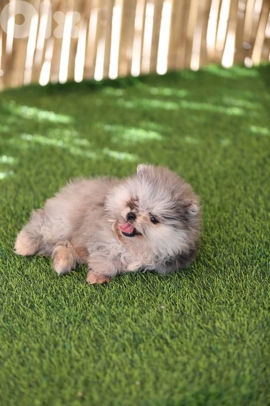 Pomeranian tea cup puppies rare colors 2
