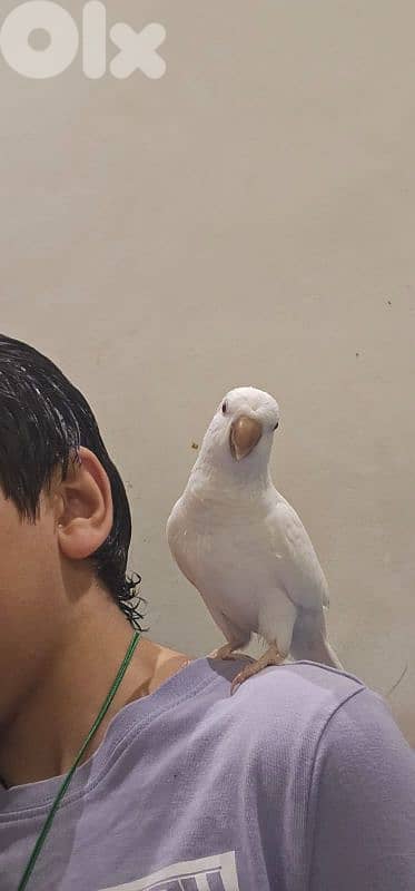 Quaker Parrot 4