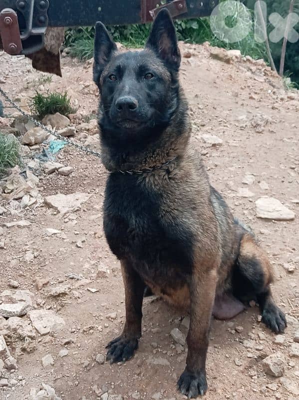 female malinois 1.5 years 2