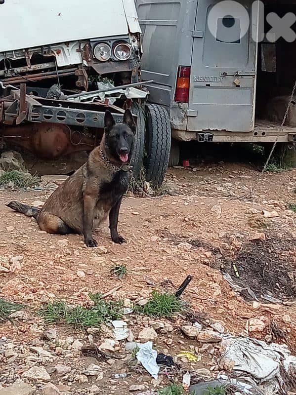female malinois 1.5 years 3