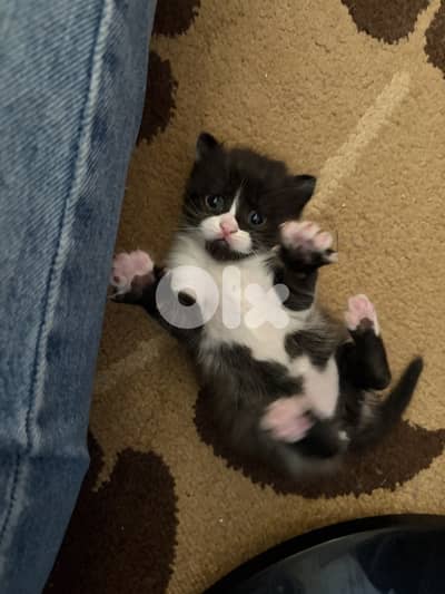 Persian mix