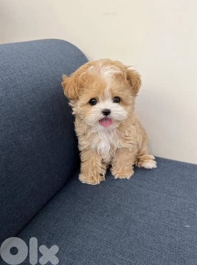Teacup Cavapoo puppies available