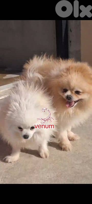 Pomeranian toy teacup size