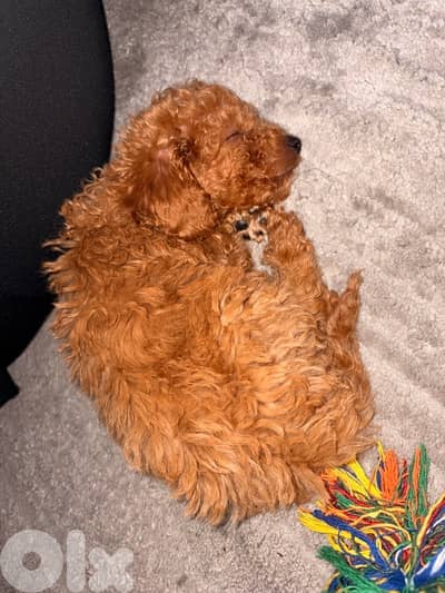 toy poodle for sale