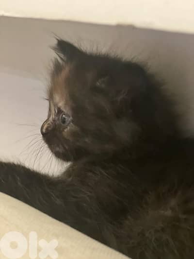 fluffy manxkitten