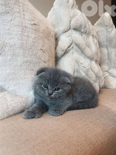 pure Scottish fold kitten HIGHEST QUALITY