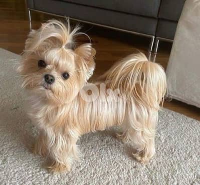 Teacup Yorkshire Terrier full gold color AVAILABLE