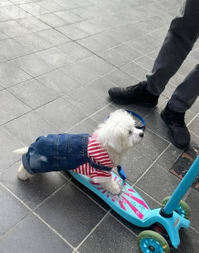 bichon puppy