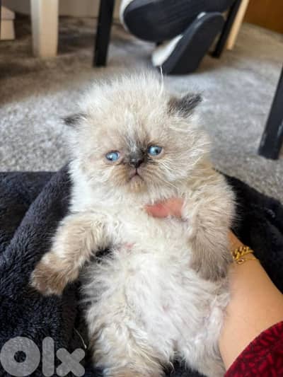 ragdoll kitten