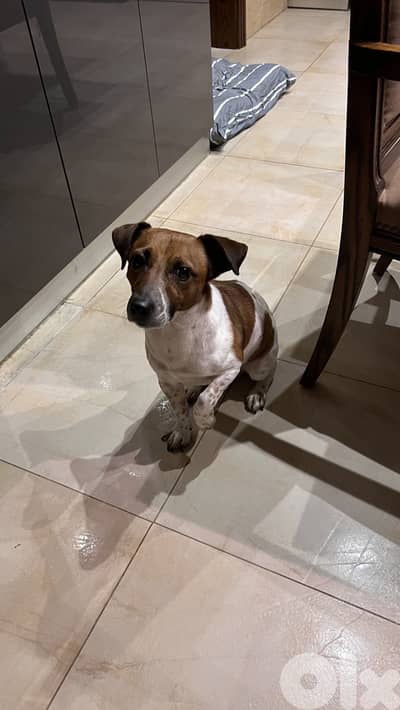 Jack Russel terrier Male for mating
