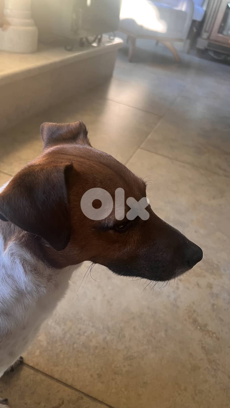 Jack Russel terrier Male for mating 3