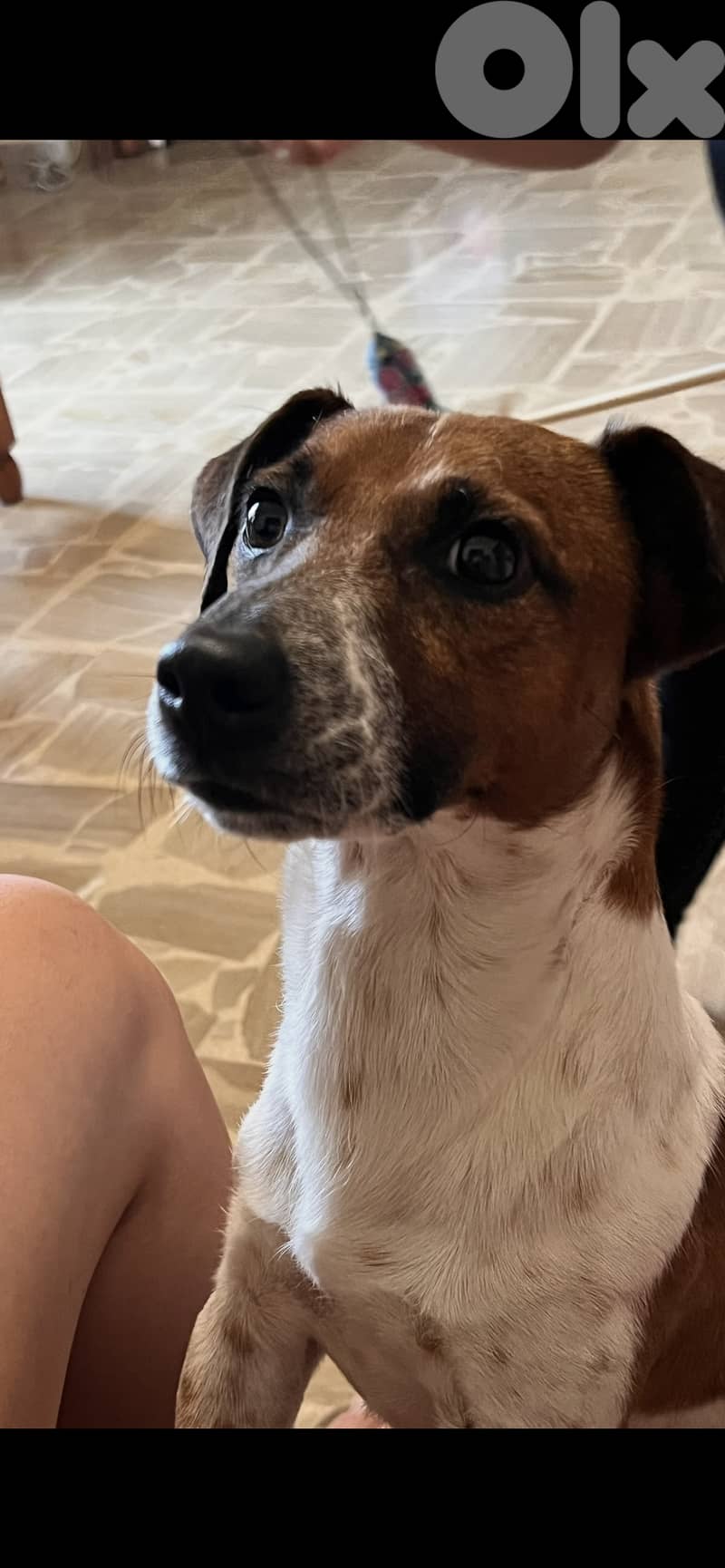 Jack Russel terrier Male for mating 4
