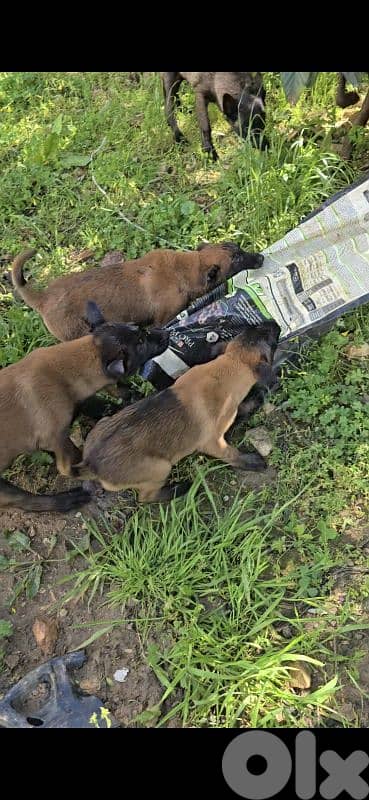 Puppies Malinois 3