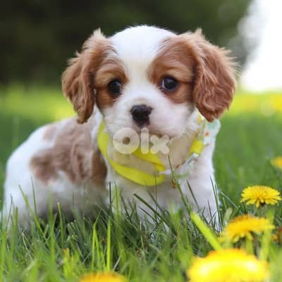 Shih tzu puppies/ dog كلاب