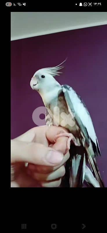 بيروت 2
