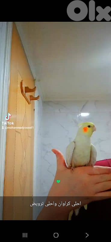 بيروت 18