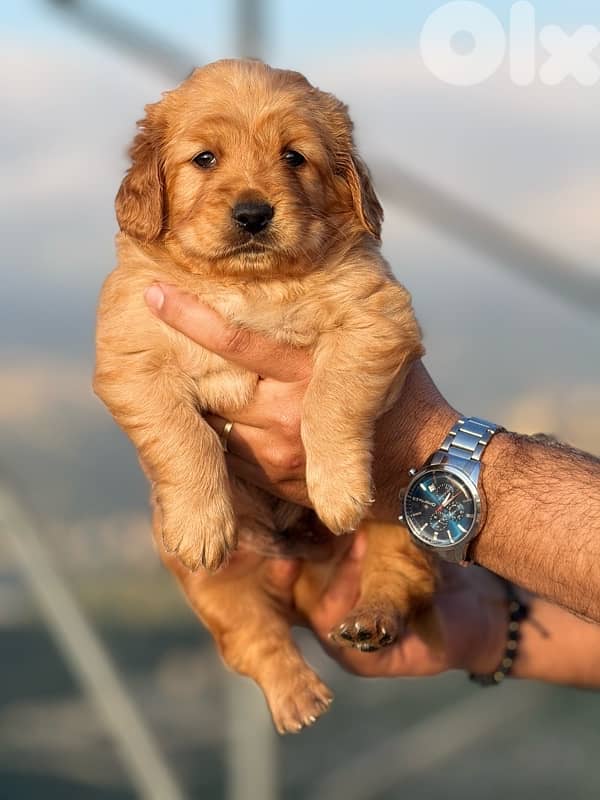 Golden Retreiver 1