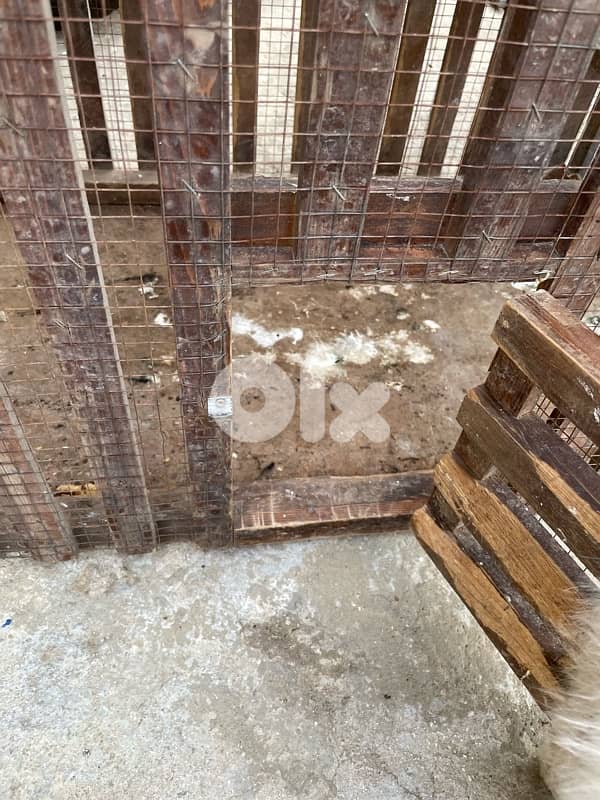 Animal Cage 5