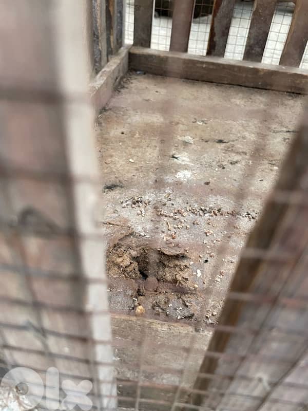 Animal Cage 6