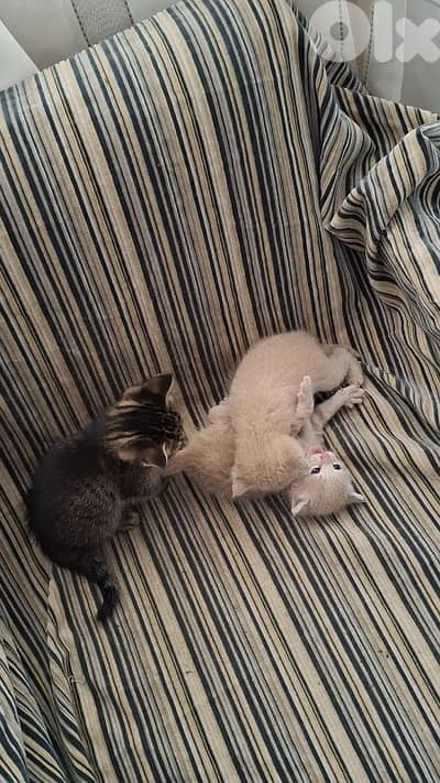 kitten one 20$    all  50$
