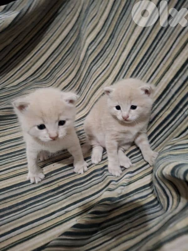 kitten one 20$    all  50$ 2
