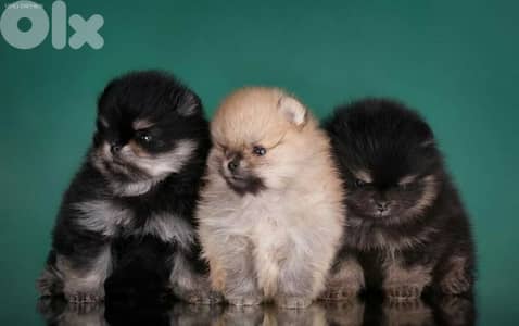 Pomeranian Puppies in store [dog كلاب]