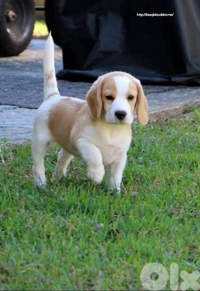 Beagle Puppies in store