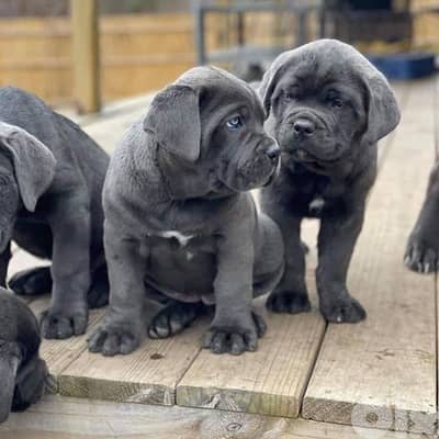 Majestic Cane Corso Puppies Available in Store & Delivery