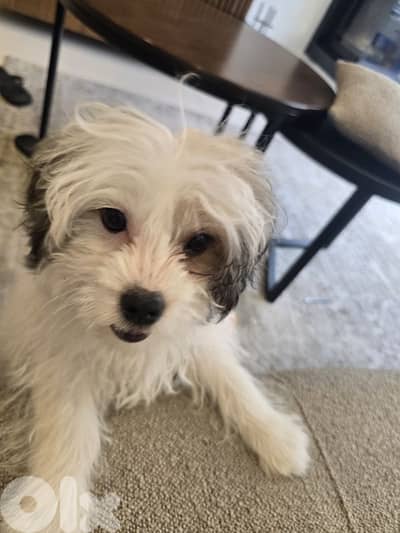 Bichon  3 months tear old