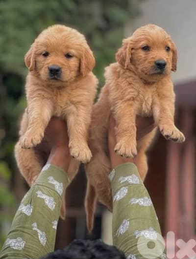 golden retriever