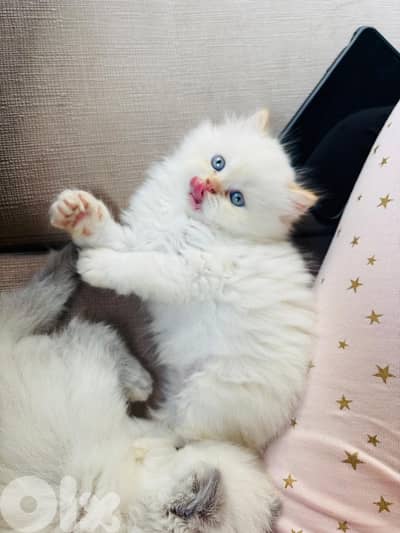 himalayan caramel