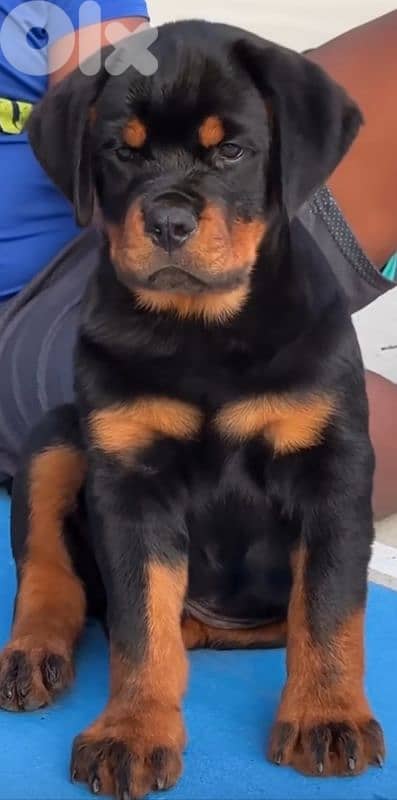 rottweiler bloodline serbia 5