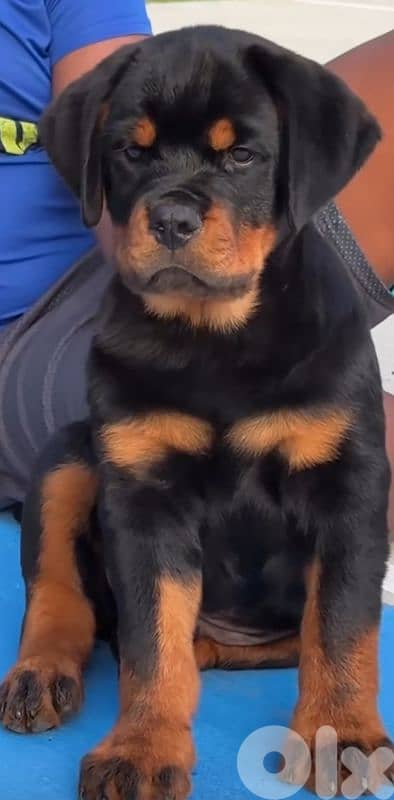 rottweiler bloodline serbia 7