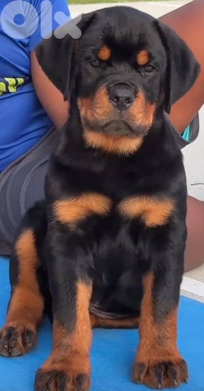 rottweiler bloodline serbia 8