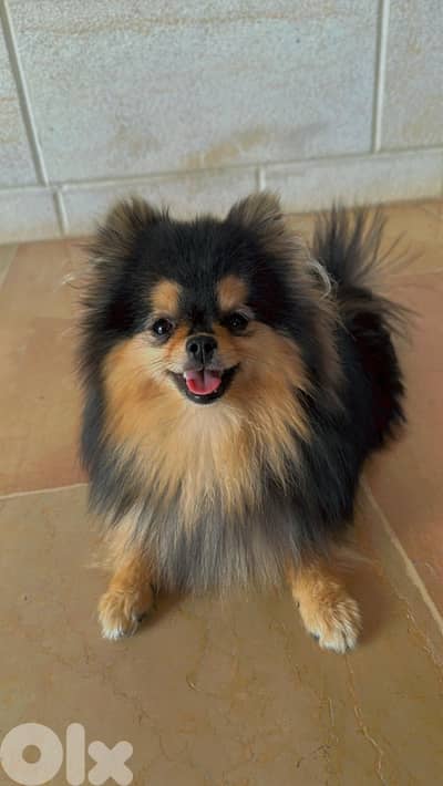 4 Tea cup pomeranian for sale