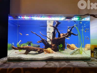 60 liter aquarium+filter+air pump+heater+lighting