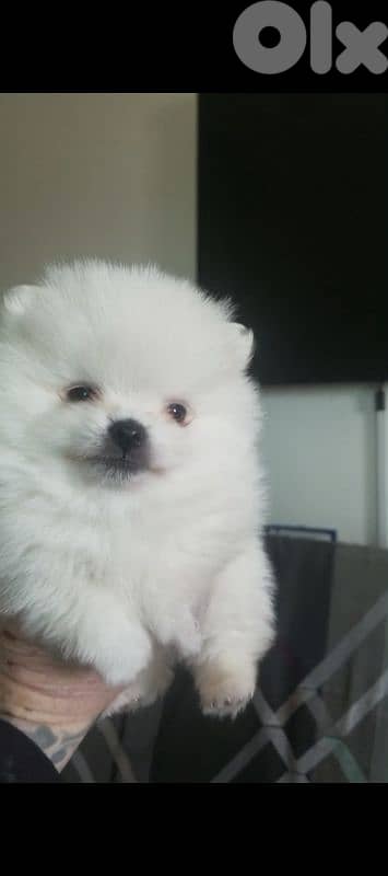 Pomeranian male and female full white