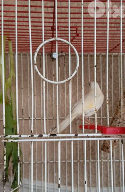 canary