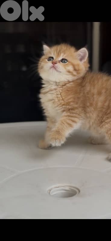 غولد شنشيلا الاصلي 4