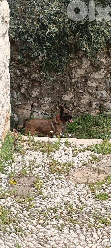 malinoi female 1