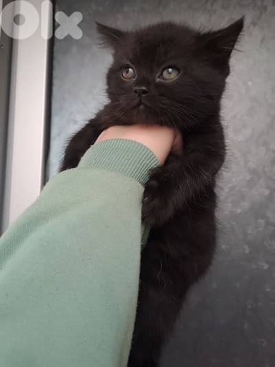 British shorthair kitten for sale