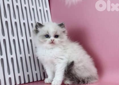 RagDoll Kittens Highest Quality