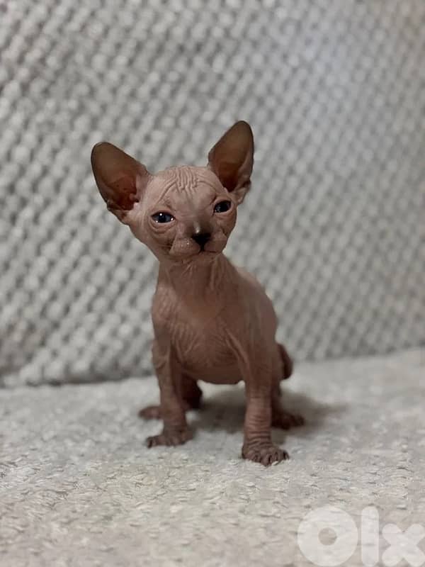 Sphynx Kittens Pink/Black 1