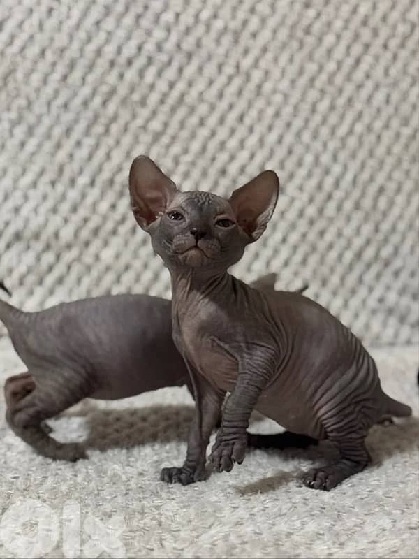 Sphynx Kittens Pink/Black 3