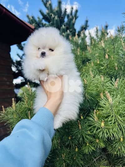 Teacup Pomeranian Puppys imported